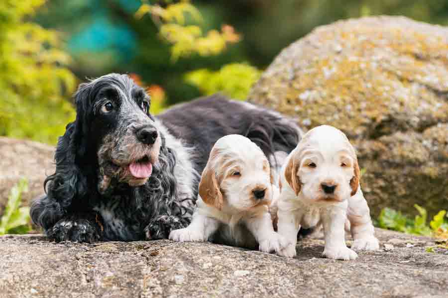 Cocker Spaniel mit Welpen