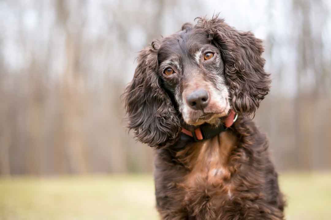 Cocker Spaniel