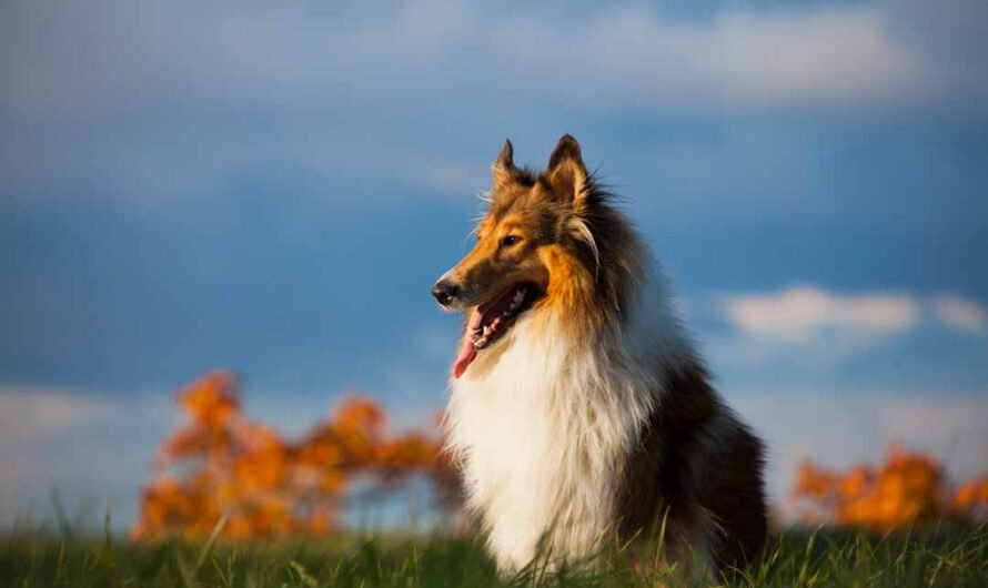 Collie im Rasseporträt: Charakter, Aussehen, Herkunft