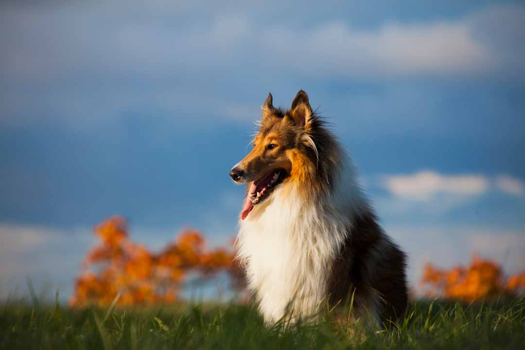 Der Collie im Rasseportrait