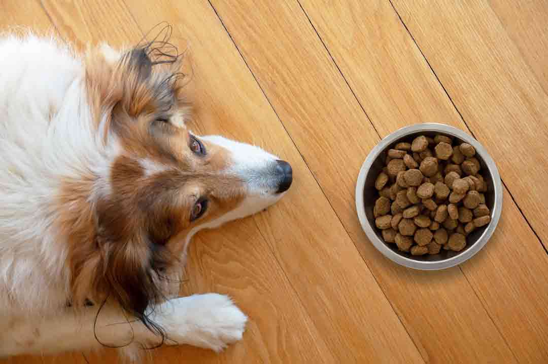 Collie: Achte auf eine gesunde Ernährung