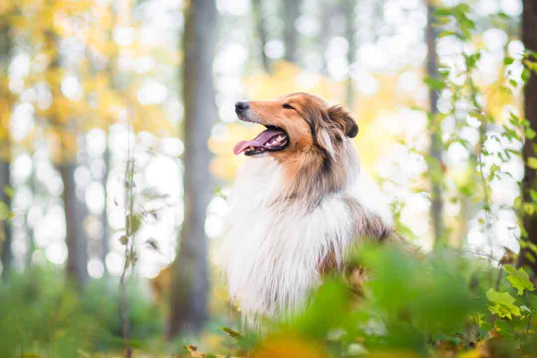 Collie in der Natur