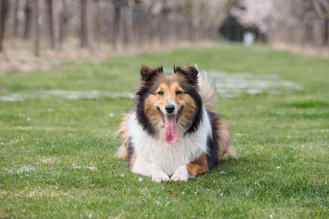 Collie auf einer Wiese