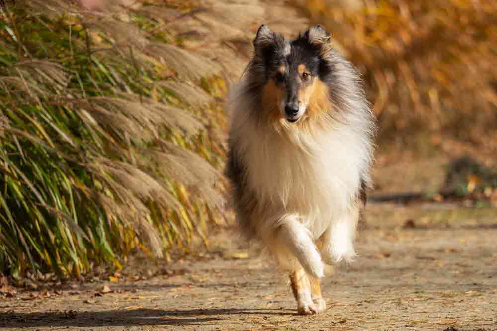 Steckbrief: Was macht den Collie aus?