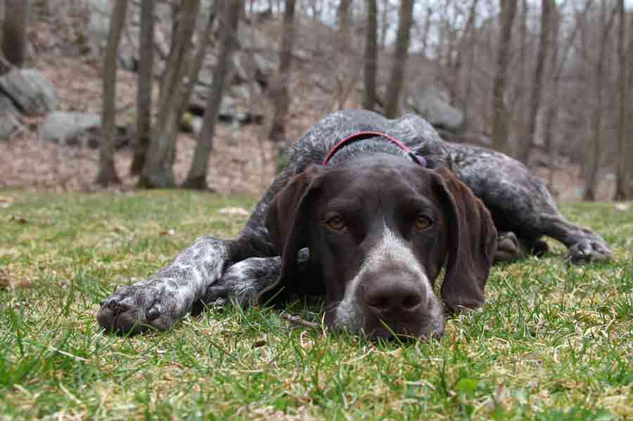 Deutsch Kurzhaar: ein Jagdhund