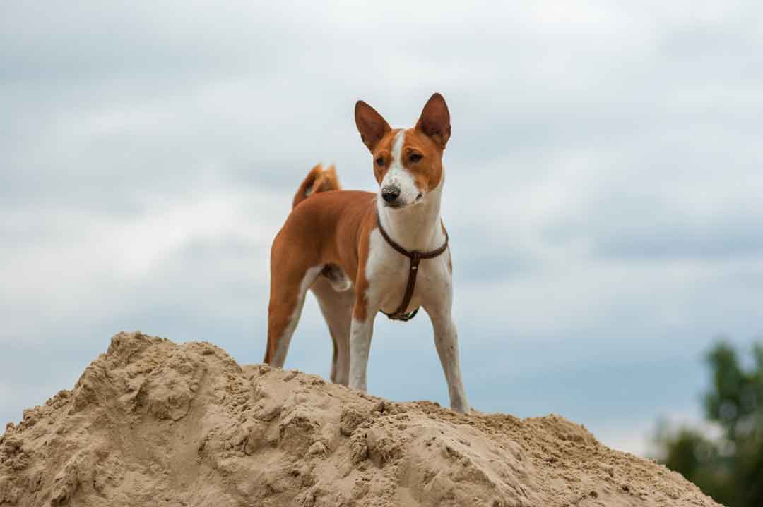 Die dümmsten Hunde: der Basenji