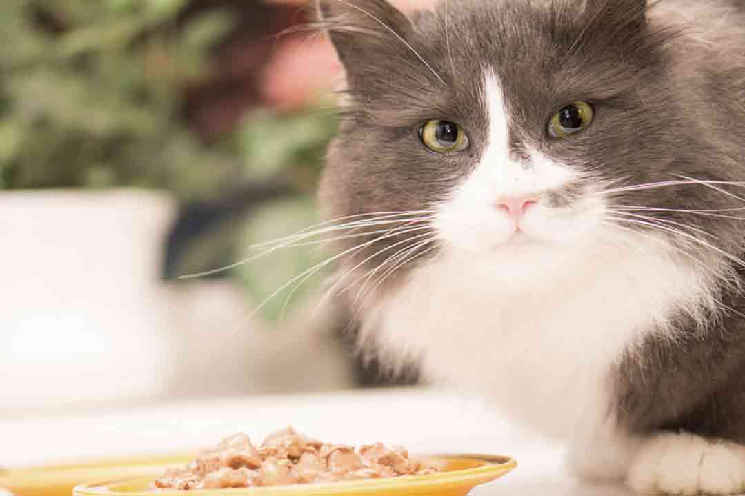 Futter für Katzen: 10 Futterfakten