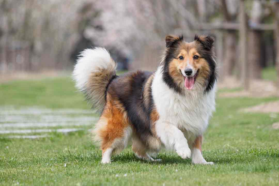 Der Collie ist auch ein geeigneter Familienhund