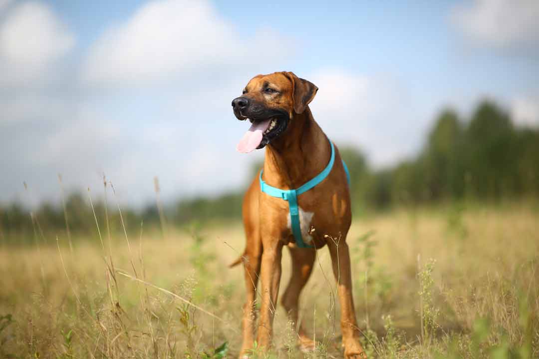 Ein Rhodesian Ridgeback mit Brustgeschirr