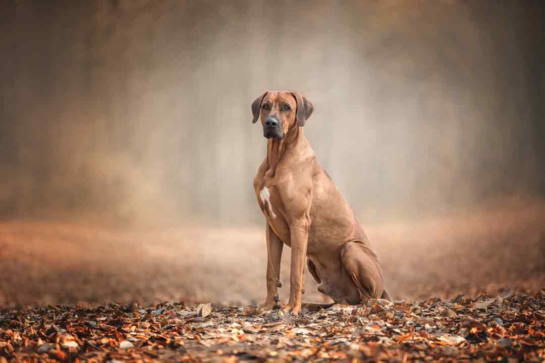 Hunderasse Rhodesian Ridgeback