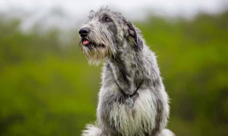 Irischer Wolfshund: Charakter, Aussehen, Herkunft