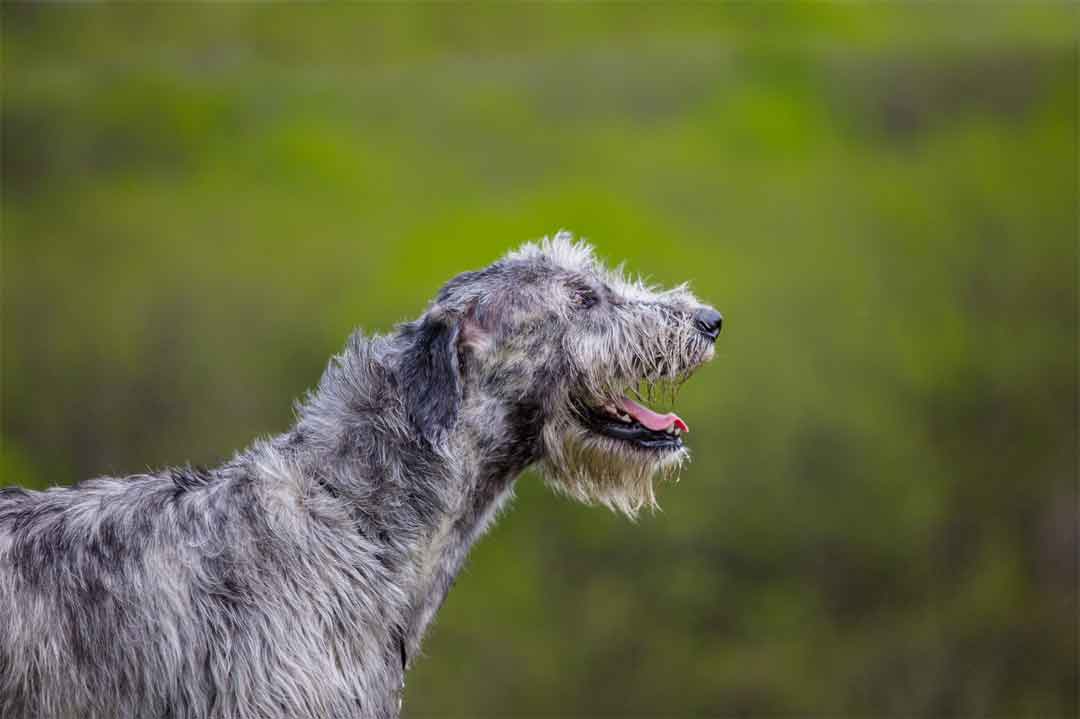 Irischer Wolfshund: Welchen Charakter hat der Hund?