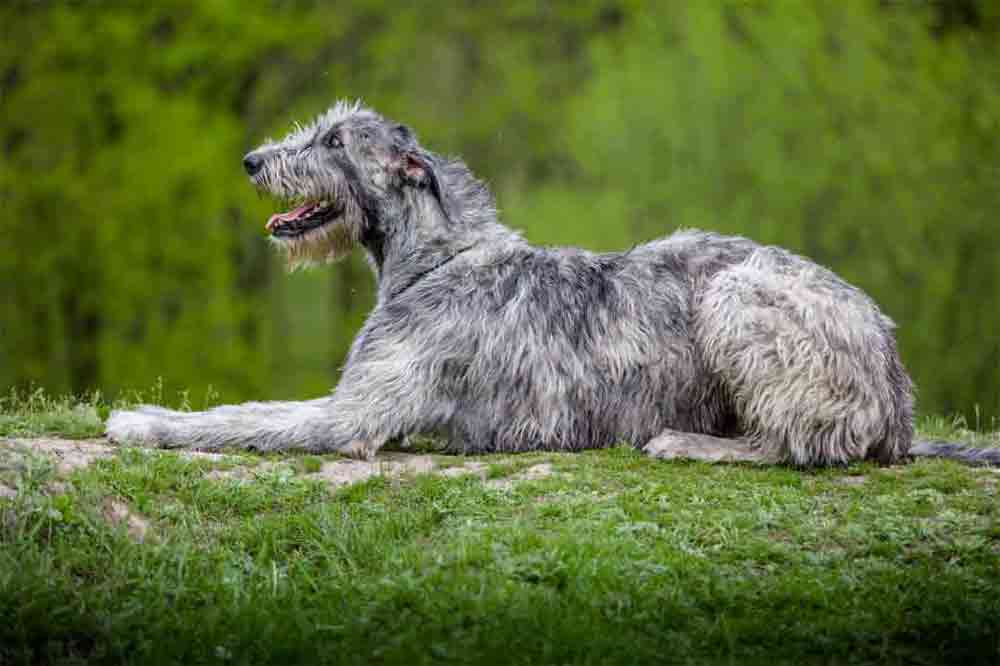Ein Irischer Wolfshund liegt im Gras