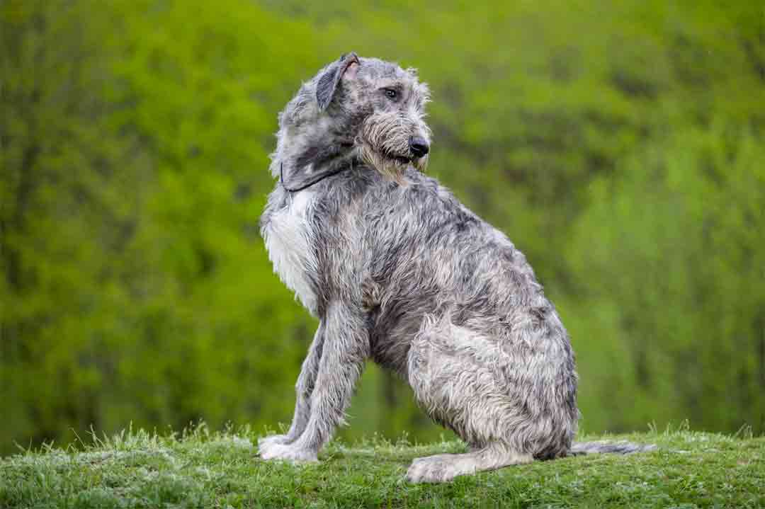 Irischer Wolfshund im Rasseportrait