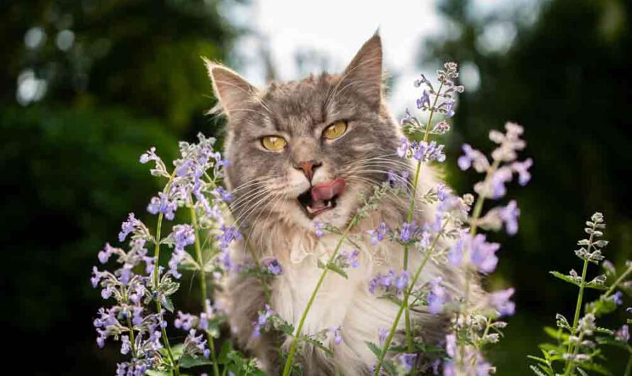 Katzenminze: Was ist das und warum lieben Katzen sie so?