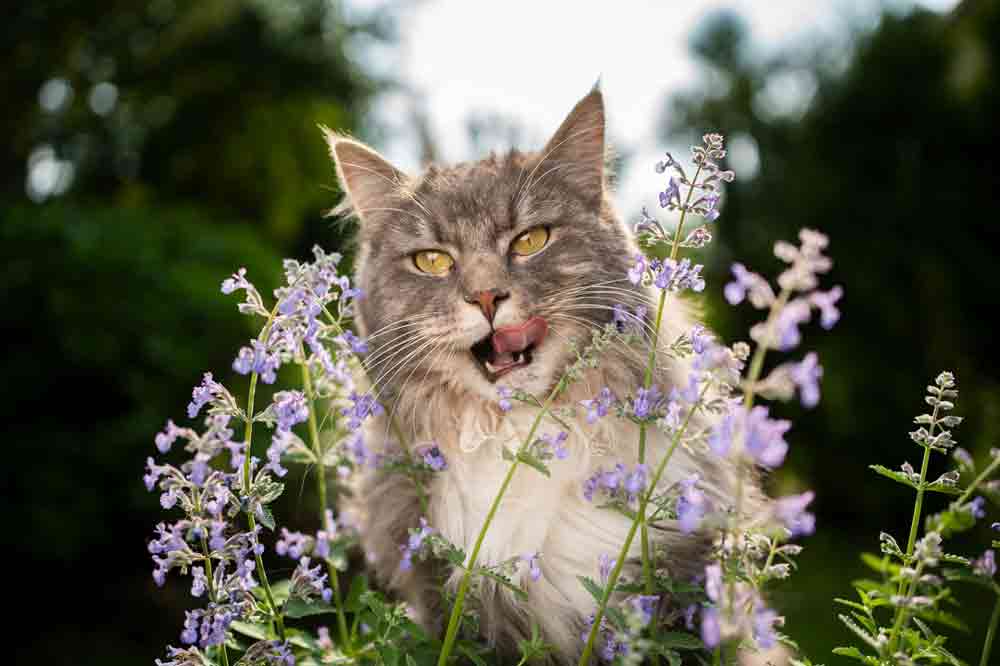 Katze mit Katzenminze