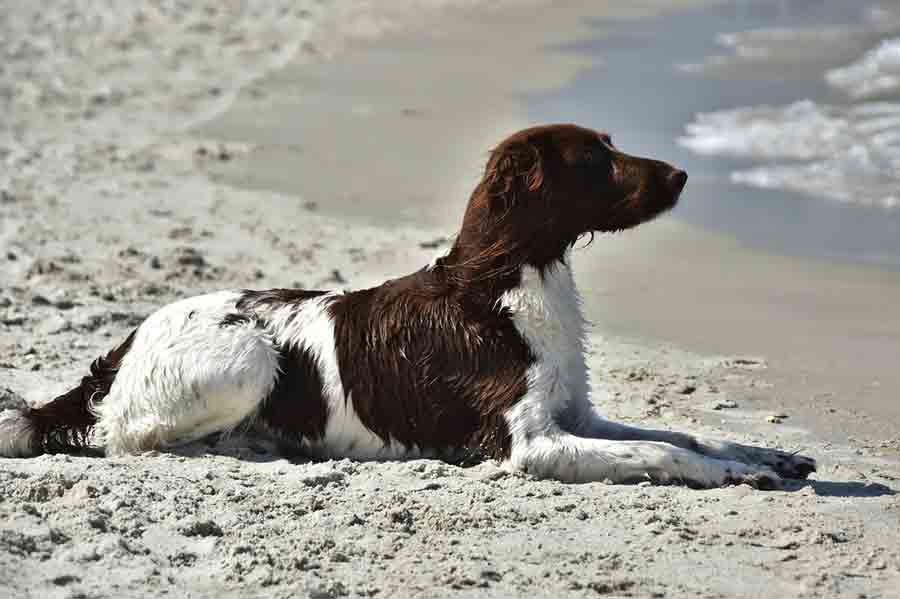 Kleiner Münsterländer am Strand