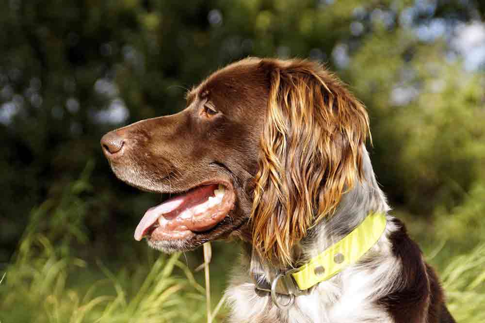 Kleiner Münsterländer im Rasseportrait