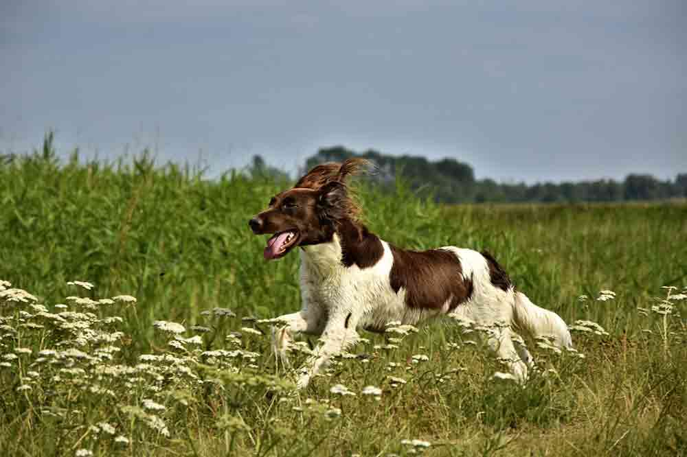 Kleiner Münsterländer