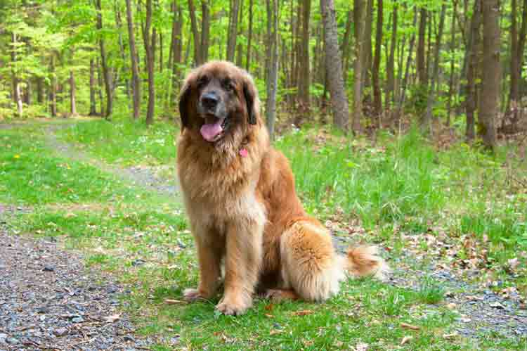 Schwere Hunde: der Leonberger