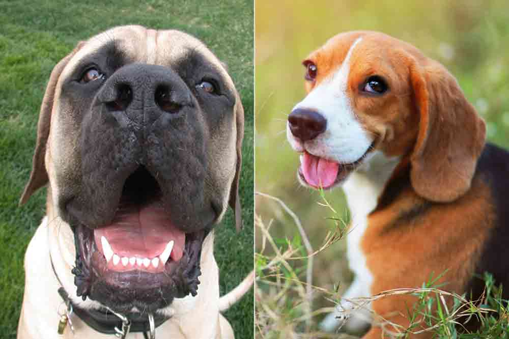 Dumme Hunde: der English Mastiff und der Beagle