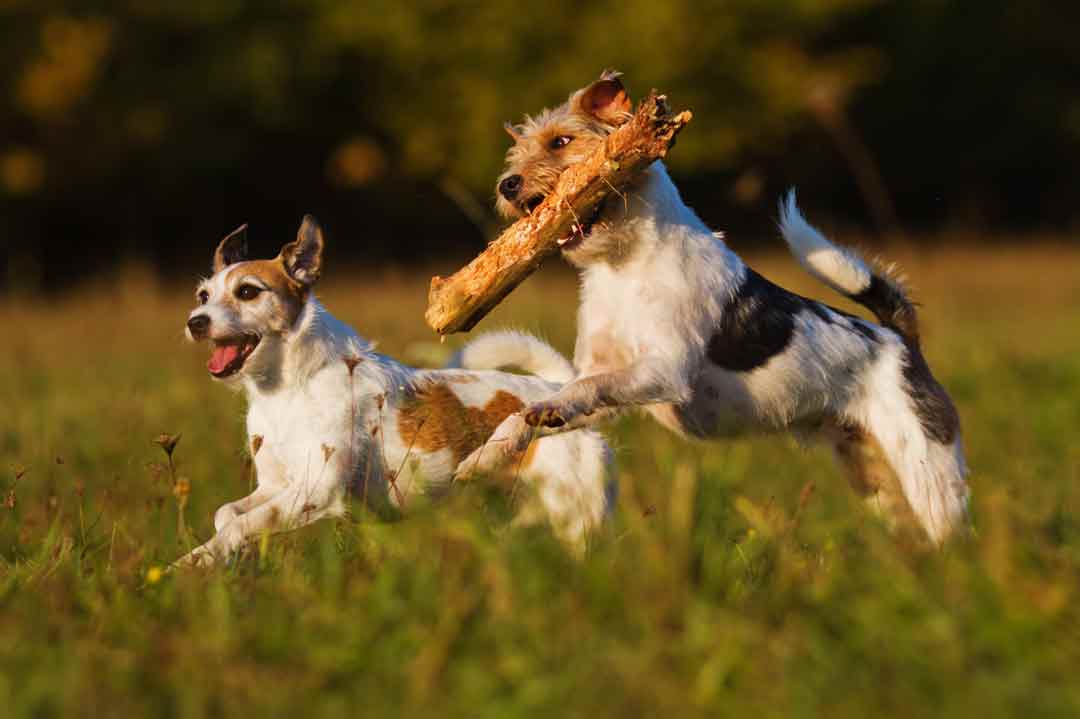 Zwei Parson Russell Terrier spielen