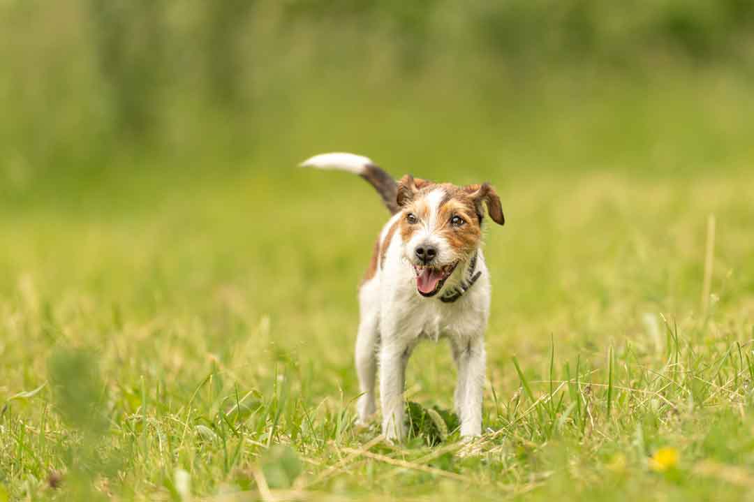 Ein Parson Terrier auf einer Wiese