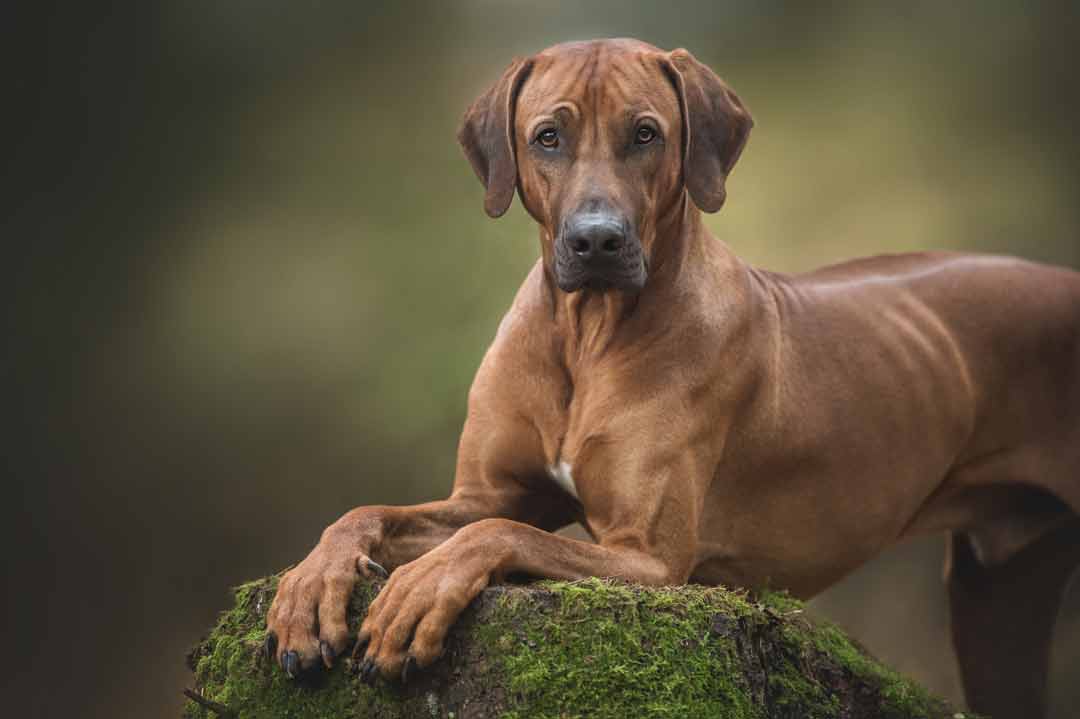 Rhodesian Ridgeback im Rasseportrait