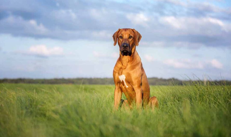 Rhodesian Ridgeback: Charakter, Aussehen, Herkunft