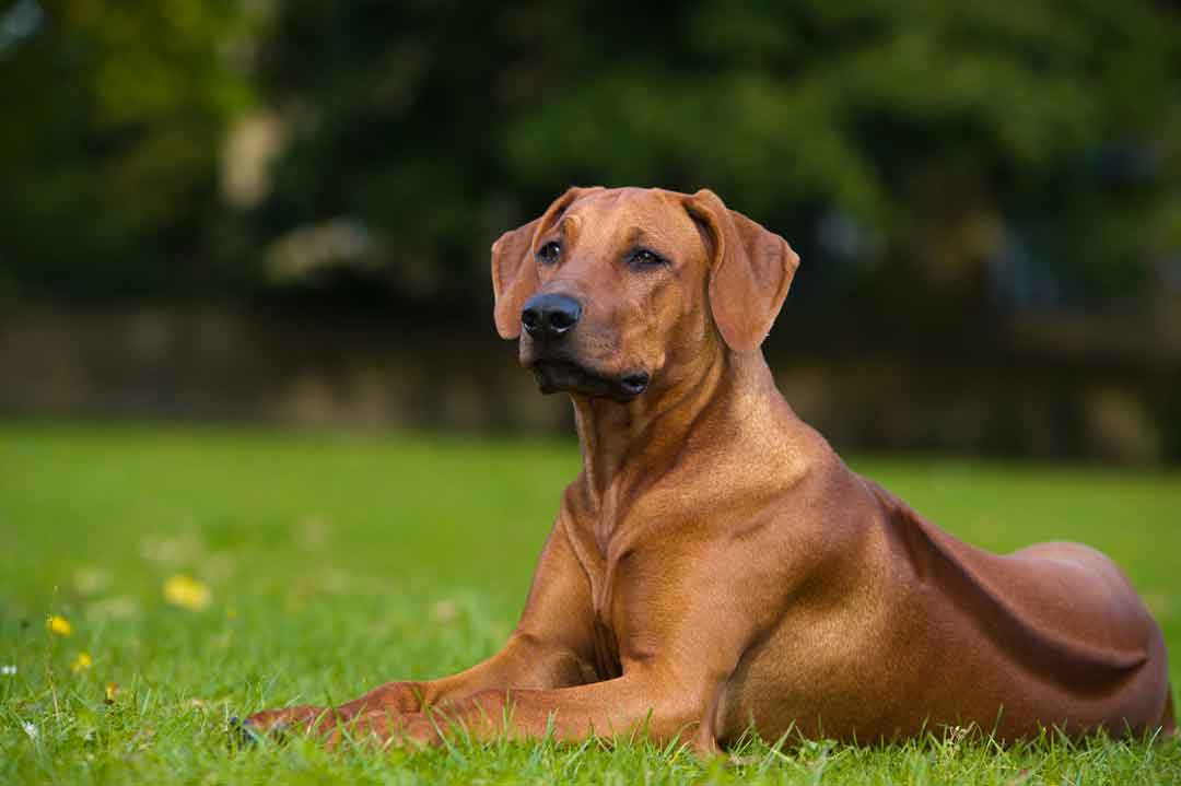 Der Rhodesian Ridgeback ist ein Hund für erfahrene Halter