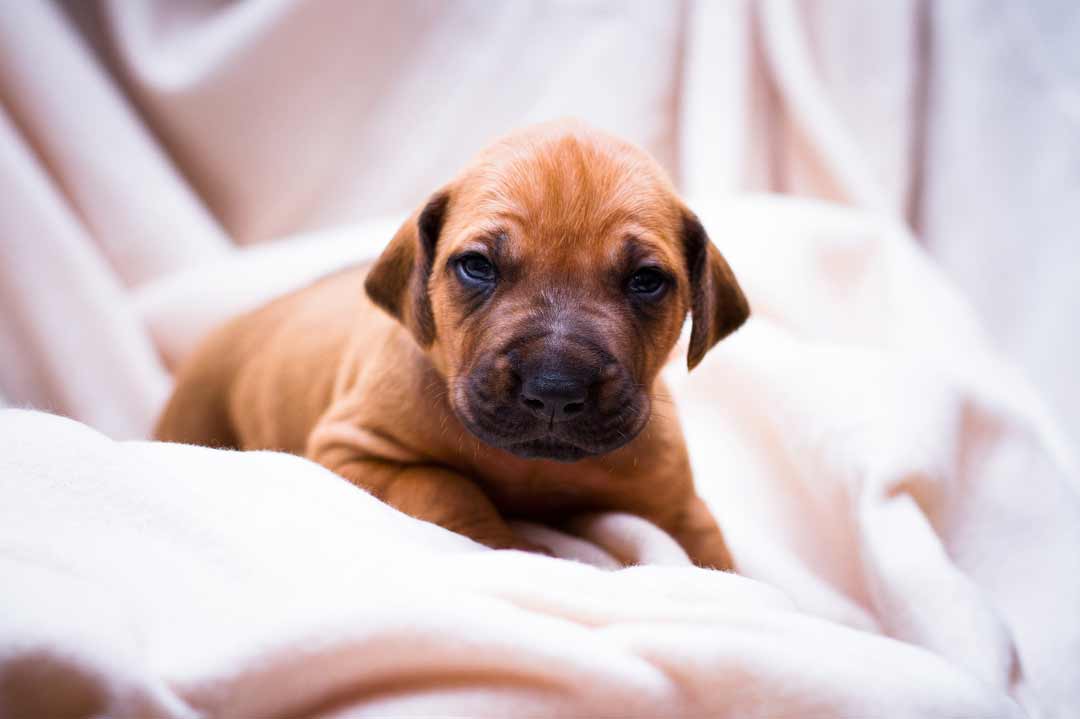 Rhodesian-Ridgeback-Welpe