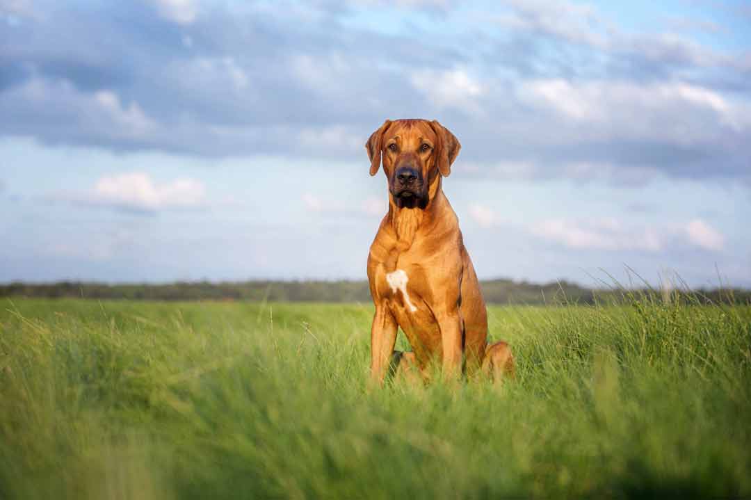 Rhodesian Ridgeback