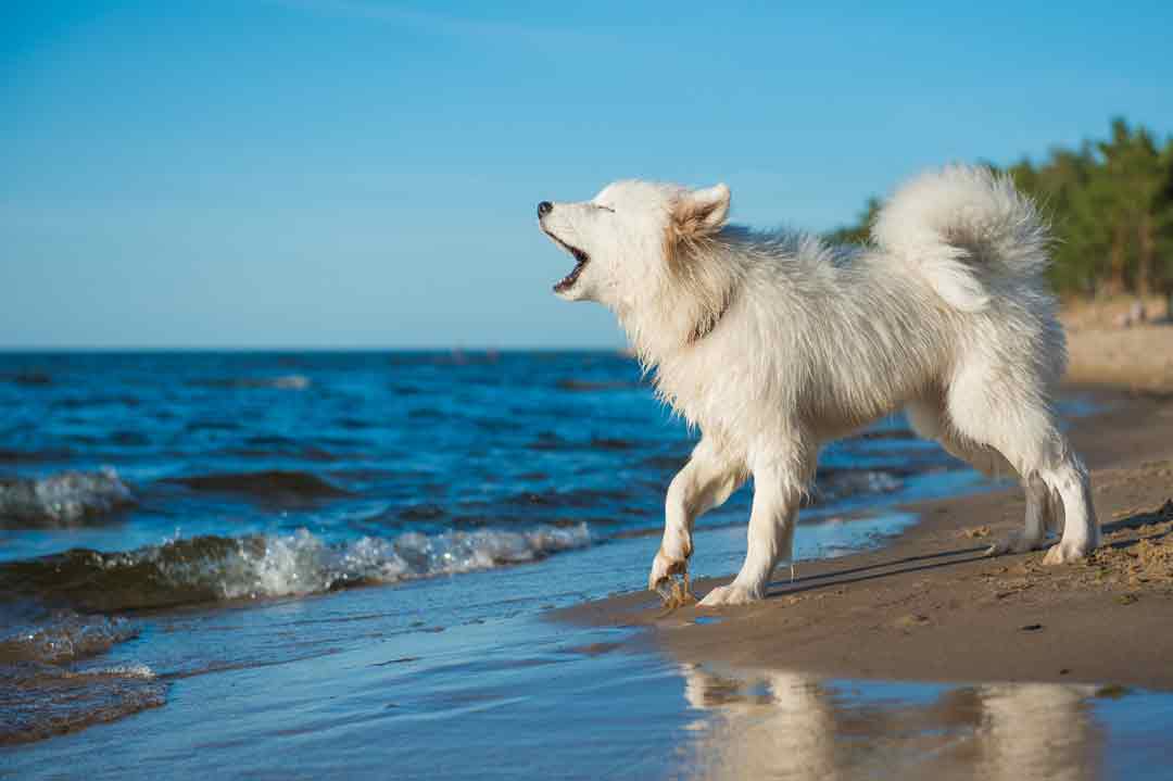 Ein Samojede am Meer