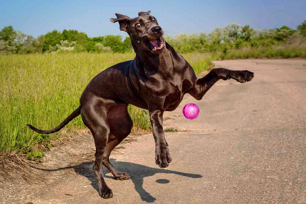 Schwerste Hunde: die Deutsche Dogge