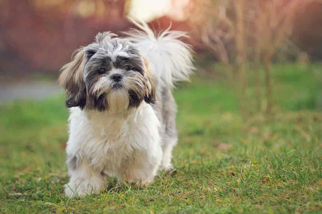 Shih Tzu: Er ist leider nicht sehr klug