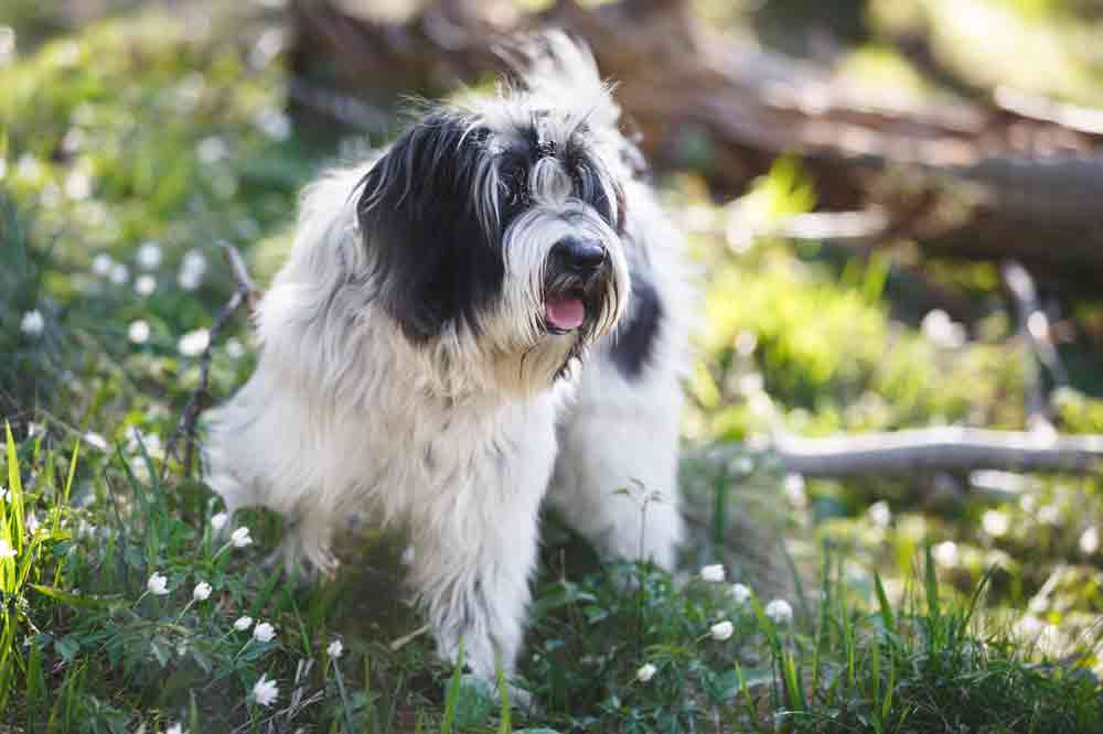 Tibet Terrier in der Natur