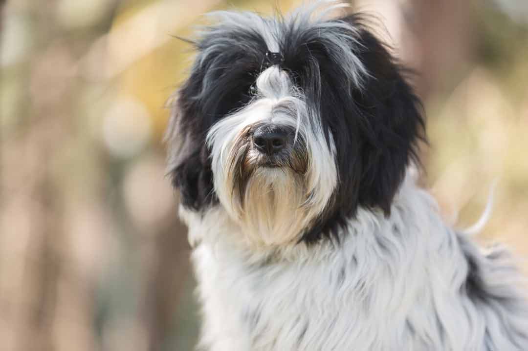 Schwarz-weißer Tibet Terrier