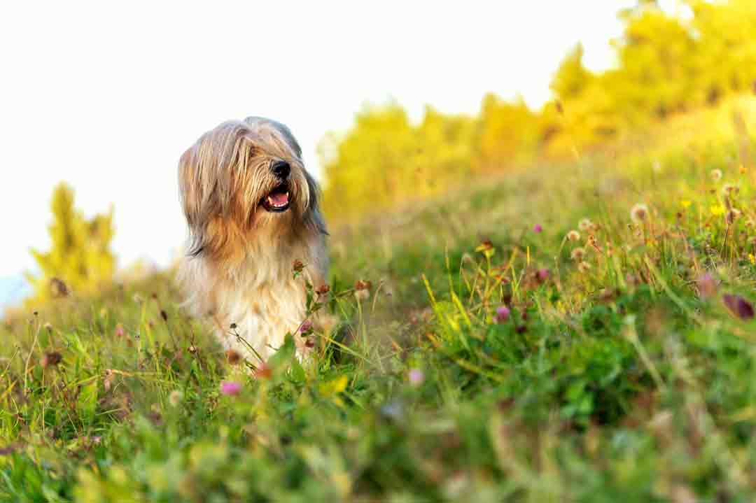 Der Tibet Terrier ist auch ein geeigneter Familienhund