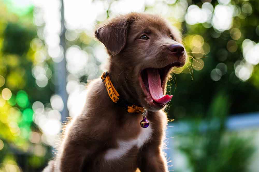 Vorm ersten Hund haben wir das nicht gewust