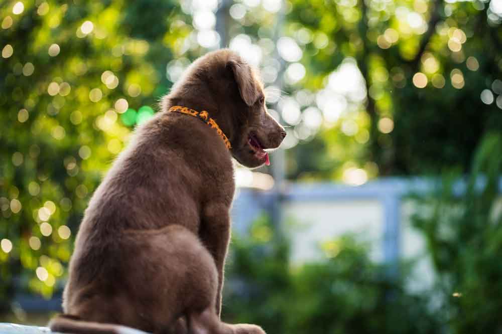 Was man vor dem ersten Hund nicht weiß