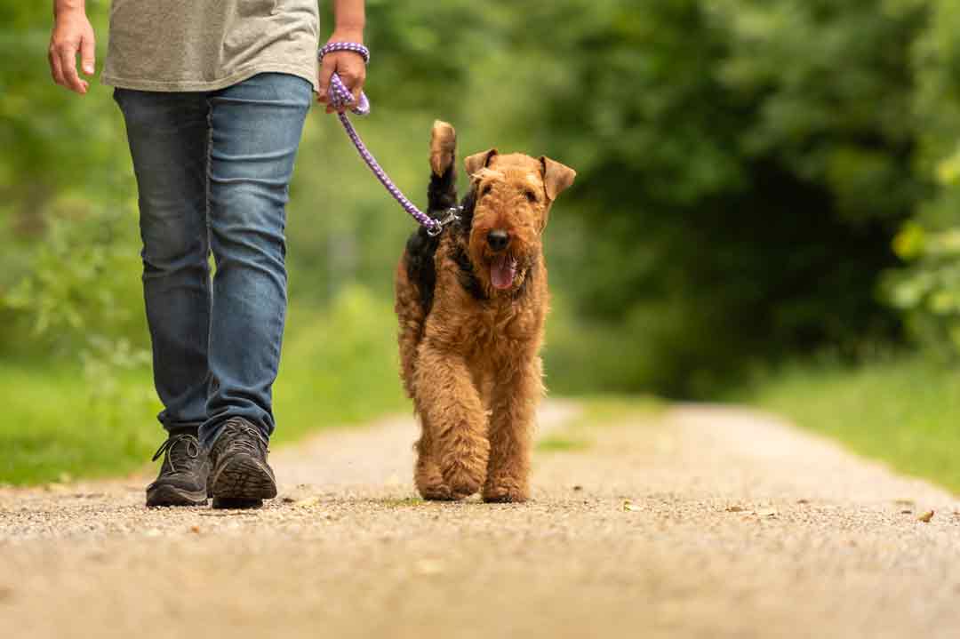 Ein Airedale Terrier geht Gassi