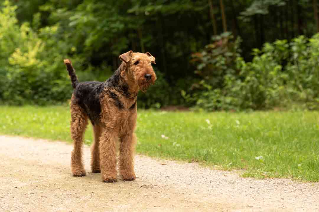 Ein Airedale Terrier im Park