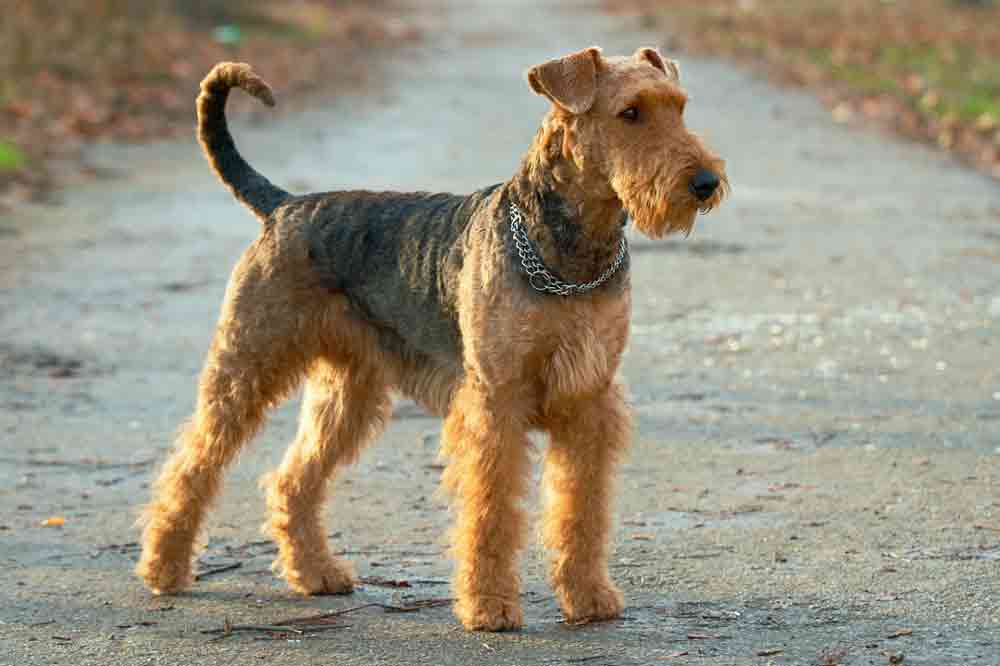 Der Airedale Terrier ist eine ganz besondere Hunderasse