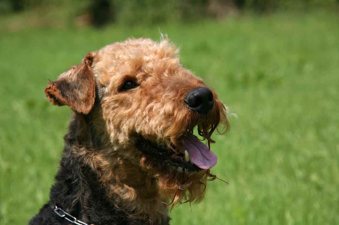 Was ist bei der Pflege des Airedale Terriers wichtig?