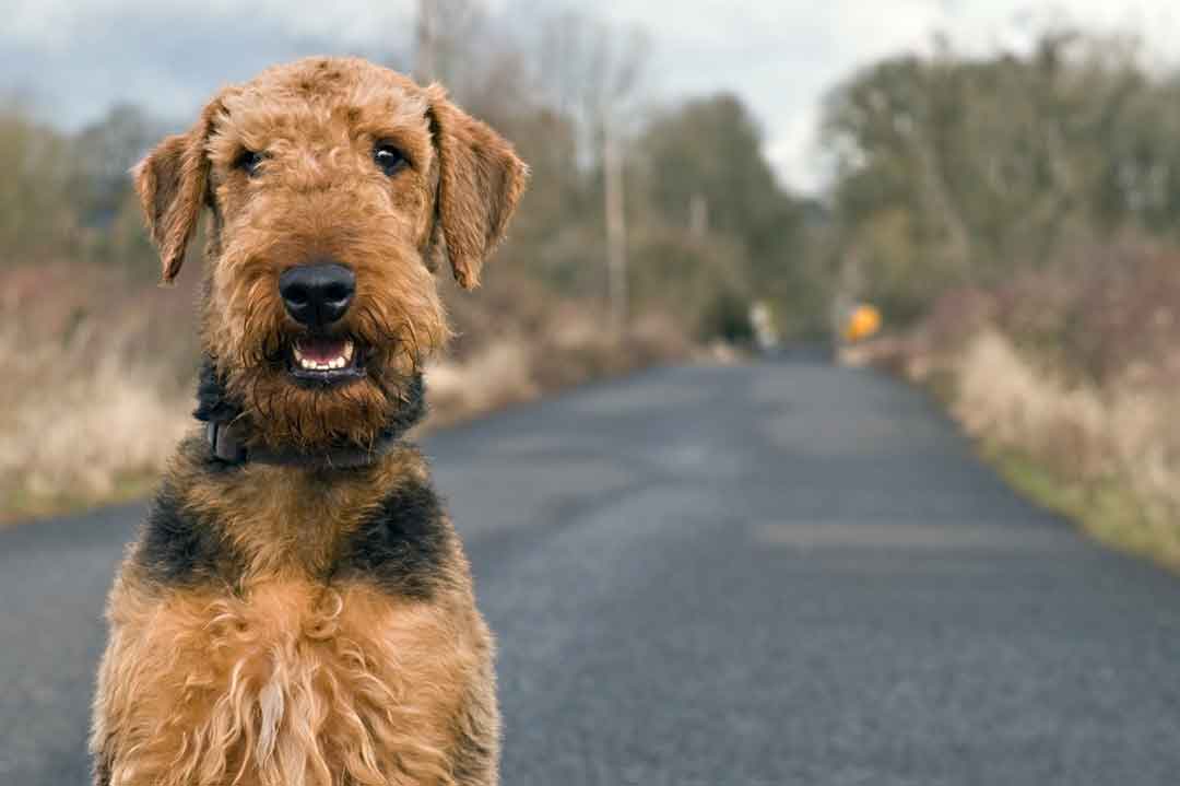 Airedale Terrier im Rasseportrait