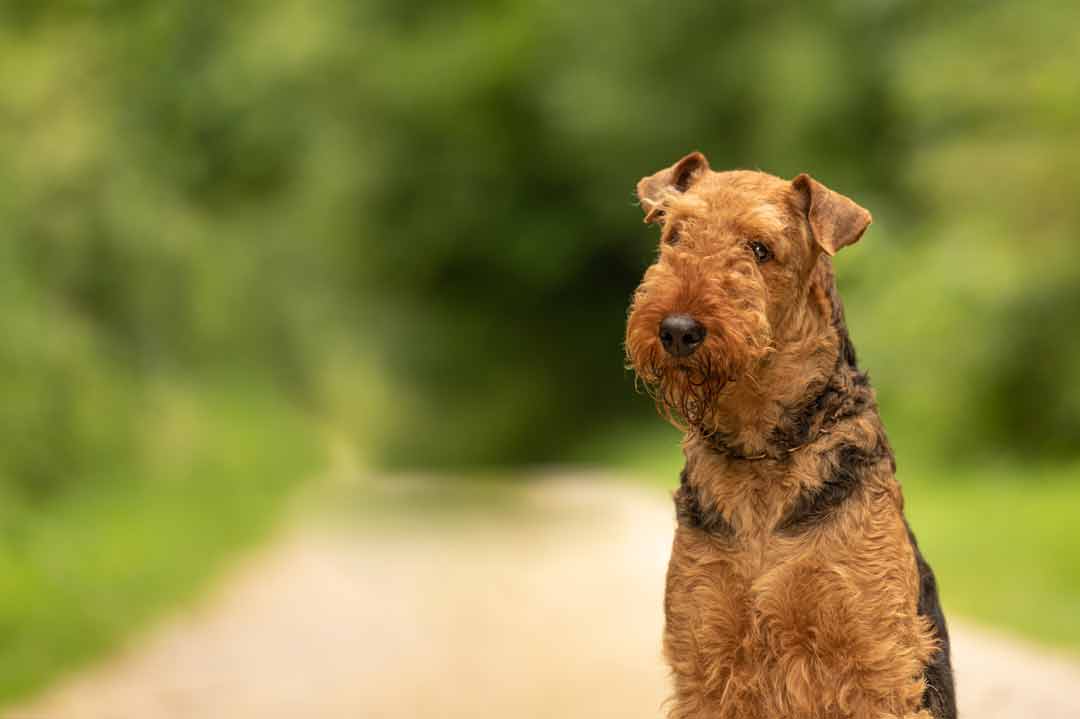 Airedale Terrier