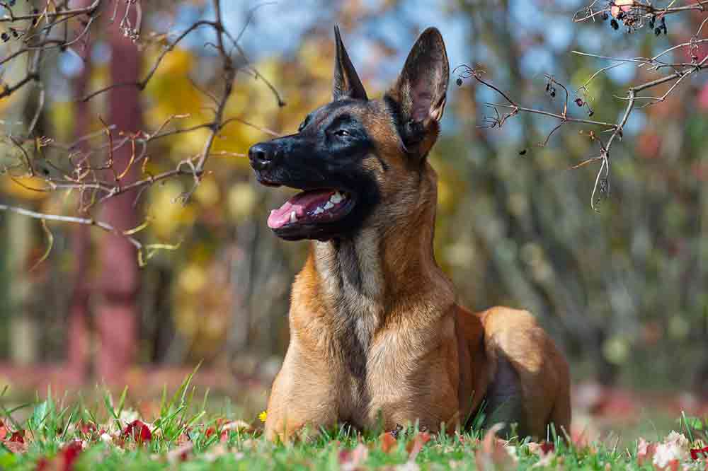 Ein Belgischer Schäferhund (Malinois)