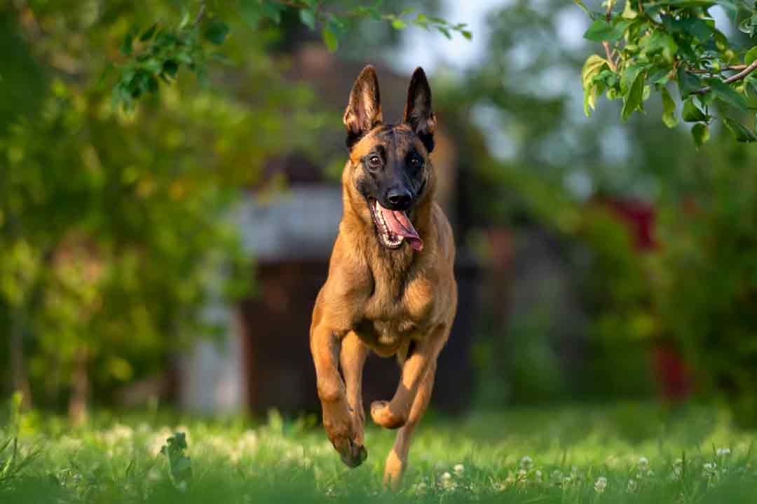 Belgischer Schäferhund