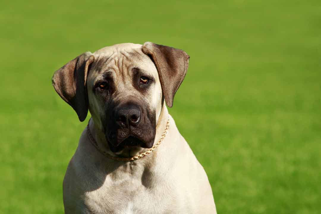 English Mastiff