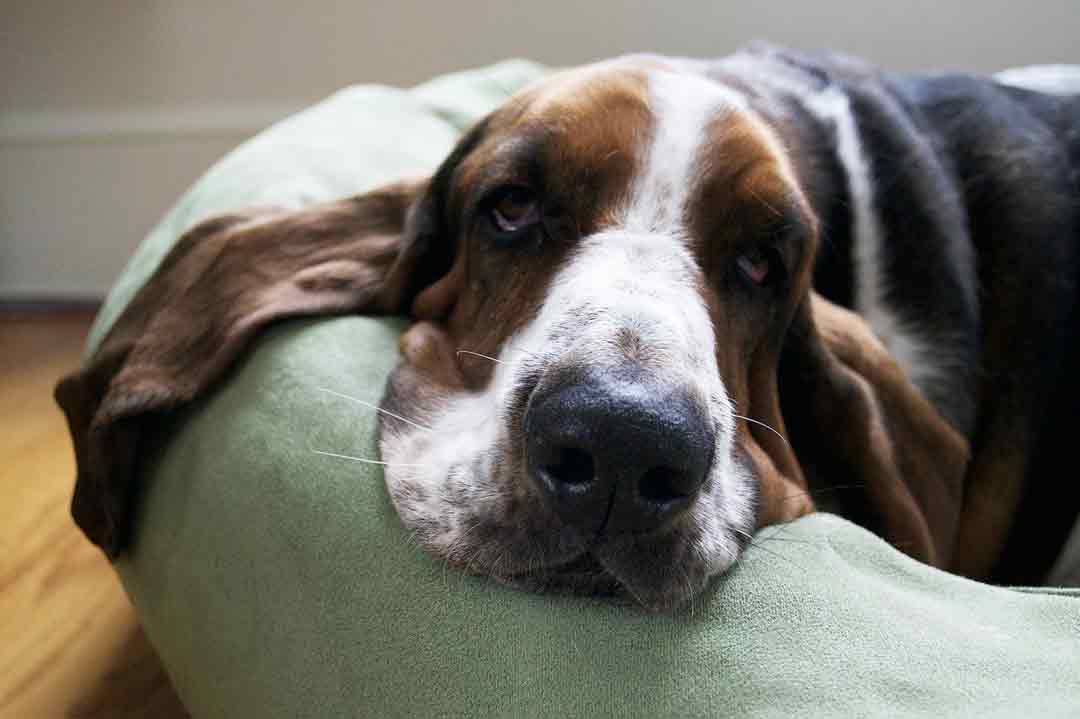 Ein fauler Basset auf der Couch